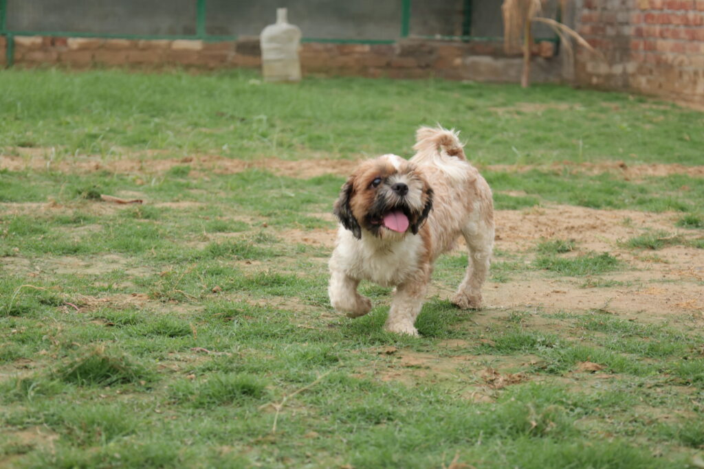 Dog Boarding Gallery